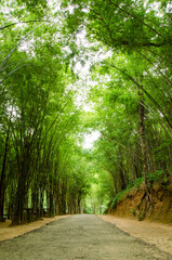Bamboo trees ,green leaves and street on nature background.