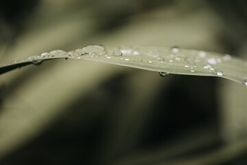 raindrops on leaves, closeup, natural background, macro