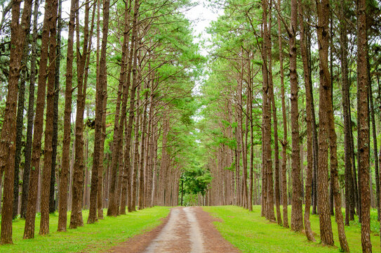 Pine forest and street at morning in thailand.