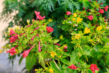 red and yellow inflorescences grow in a flower bed in the city
