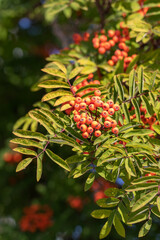Bright orange rowan berries on a branch on a sunny day