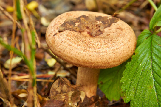 saffron milk cap, red pine mushroom in the forest, Lactarius deliciosus