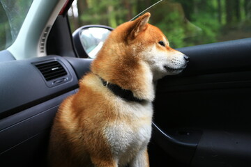 Shiba inu dog is sitting in the car. The dog sits sideways in profile and looks out the open window.