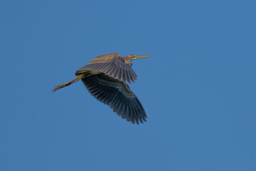 ein Purpurreiher fliegt am blauben himmel