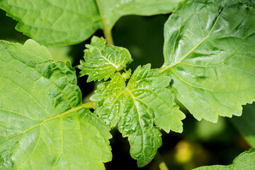 Patchouli or ยogostemon cablin green leaf on nature background.