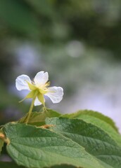 white flower and bokhe blur background.