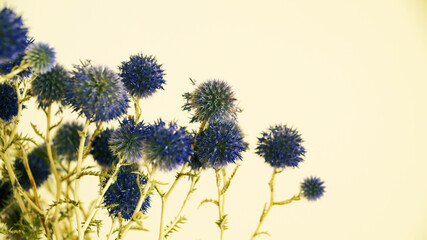 blue round flowers of thistle on light background copy space