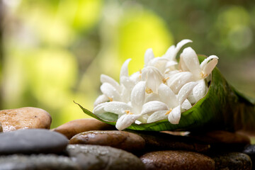 Fototapeta premium Cork tree or millingtonia hortensis flowers on nature background.