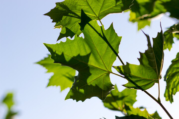 Green maple leaves against the blue sky. Bottom view