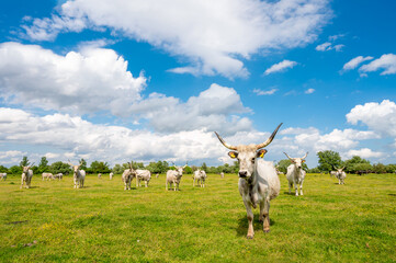 Herd of podolian bulls and cows   on the pasture with beautiful landscape in the background.