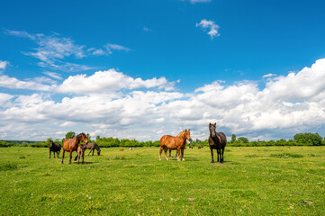 Fototapeta na wymiar Herd of horses graze on a green pasture under blue cloudy sky at summer day