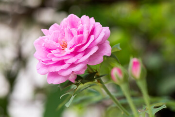 Damask rose ,pink flower blooming in the garden and on nature background.