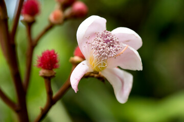 Anatto tree flower blooming on nature background.