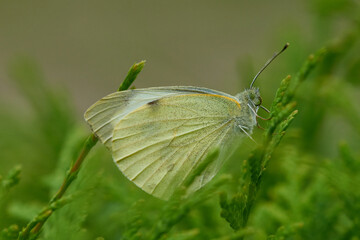 Großer Kohlweißling (Pieris brassicae)