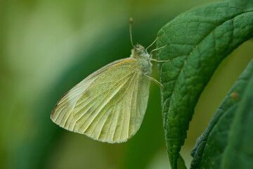 Kleiner Kohlweißling (Pieris rapae) 