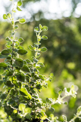 Oregano trees and green leaves on nature background.