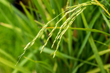 Fresh ear of rice on nature background.