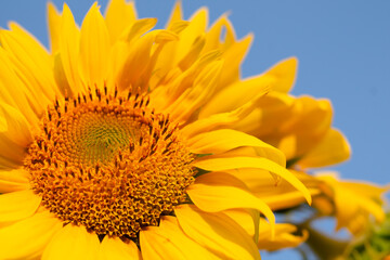 sunflower on blue background