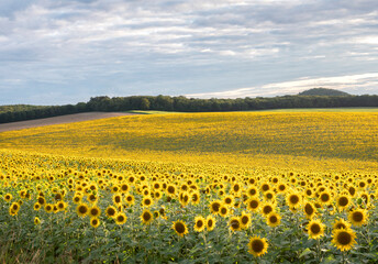 abstract pattern of repeating sunflowers in large agricultural field