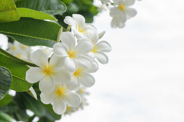 Obraz na płótnie Canvas Fresh white plumeria branch flowers on nature background.
