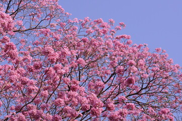 Pink trumpet shrub or tabebuia rosea flowers on the blue sky background.