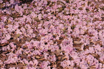 Falling pink trumpet shrub flowers on nature background.