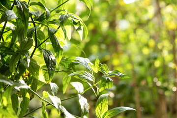 Obraz premium Snake plant or clinacanthus nutans trees on nature background.