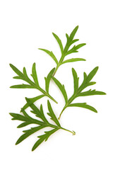 Mugwort or artemisia annua branch green leaves isolated on white background.