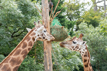 two giraffes feeding