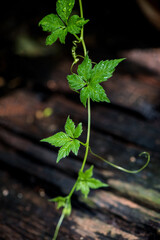 Gynostemma pentaphyllum or jiaoguland branch green leaves on an old wooden background.