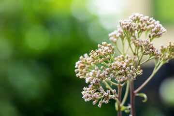 Indian marsh fleabane or pluchea indica flowers on nature background.