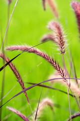 Ornamental purple grass on nature background.