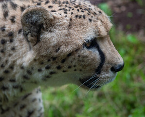 cheetah head closeup profile