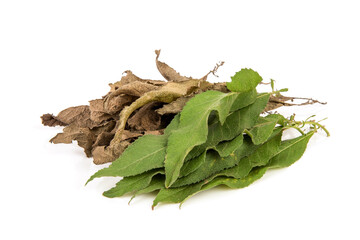 Fresh and dried ngai camphor tree green leaves isolated on white background.