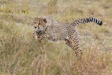 Ein springender junger Gepard in der Seitenansicht