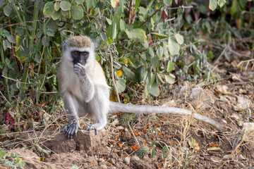 Eine daumenlutschende Meerkatze frontal