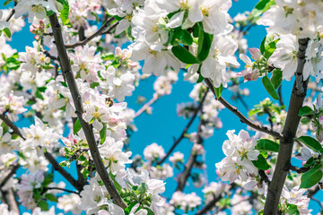 Young bee and apple blossom. Spring background.