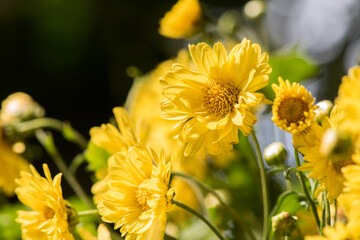 Chrysanthemum flowers on nature background.