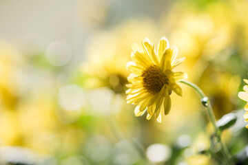 Chrysanthemum flowers on nature background.