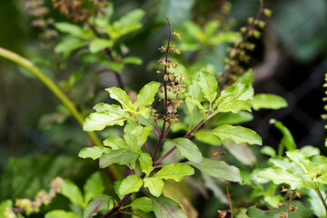 Holy basil or Sacred basil on nature background.