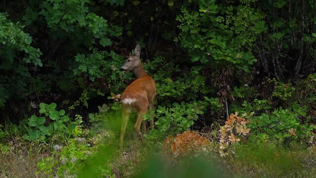 Roe Deer in natural environment (Capreolus capreolus) - (4K)
