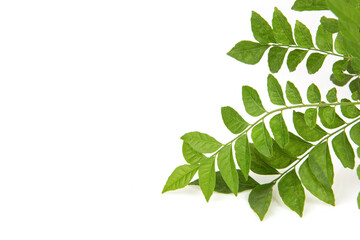 Lime berry or eclipta prostrata branch green leaves isolated on white background.