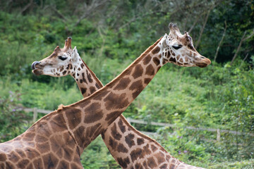two giraffes with crossed necks