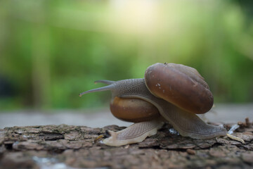 The snails are riding cutely on the wooden floor.