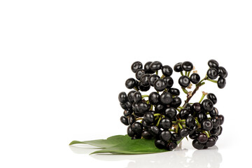 Ardisia polycephala fruits isolated on white surface.