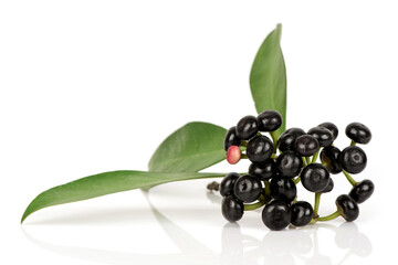 Ardisia polycephala fruits isolated on white surface.