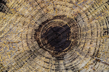 Macro close-up of tree rings and resin in Pine Forest.