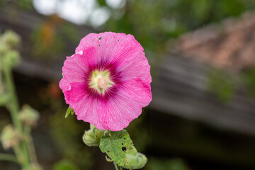 Close up of a pink common hollyhock (alcea rosea) flower in bloom
