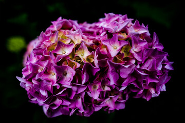 2021 07 04 Valli del Pasubio Hydrangea Macrophylla 2