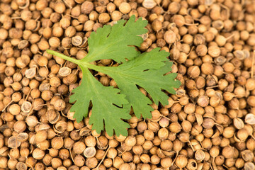 Green leaves on dried coriander seeds surface.